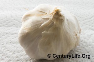 Garlic Bulb